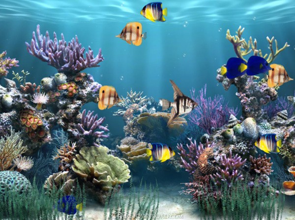 Animated Wallpaper Aquarium. Aquarium Animated Wallpaper