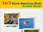 365 North American Birds Screen Saver Screenshot