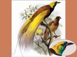 Birds of Paradise - Gould and Elliot