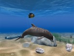 Dolphin Aqua Life 3D Screensaver Screenshot
