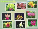 Orchids Screensaver