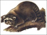 Audubon Animals of North America
