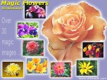 Magic Flowers Screensaver Screenshot