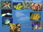 Undersea Life Screensaver