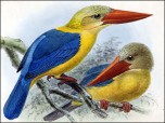 Kingfishers and Kookaburras Screensaver