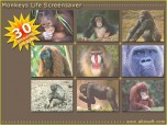 Monkeys Life Screensaver