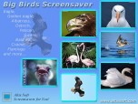 Big Birds Screensaver Screenshot