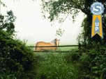 Horse in the mist - 3D Screen Saver Screenshot