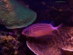 CoralFish Screensaver