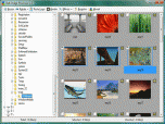 NineOn Inc. Bulk Image Processor Screenshot