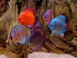 Aquarium Fishes Free Screensaver Screenshot