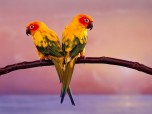 Parrots Free Screensaver