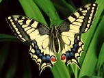 Splendid Butterflies Free Screensaver