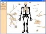 Skeleton - Bone Builder Screenshot
