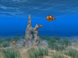 Clown Fish Screen Saver Screenshot