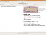 pyFlashCards Screenshot