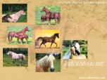 Horses World Screensaver