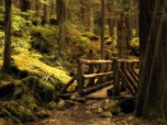 Forest Bridge Animated Wallpaper Screenshot