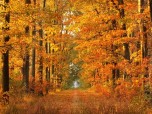 Autumn Animated Wallpaper Screenshot