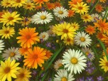 Wildflowers 3D Screensaver Screenshot