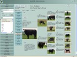 Cow-Calf Manager 007 Screenshot