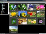 ACDSee Picture Frame Manager Screenshot