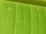 Animated Water Drop Desktop Wallpaper Screenshot
