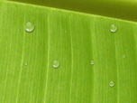 Animated Water Drop Desktop Wallpaper