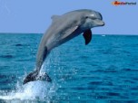 Amazing Dolphin Screensaver Screenshot