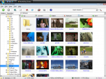 MovieShop Browser Screenshot