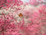 Beautiful Nature Screensaver