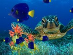 Coral Reef Aquarium Screensaver