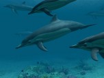 Dolphins 3D Screensaver Screenshot