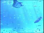 Live Aquariums Screensaver Screenshot