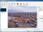 Video Watermark Software